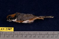 藏品(紅頭山雀)的圖片